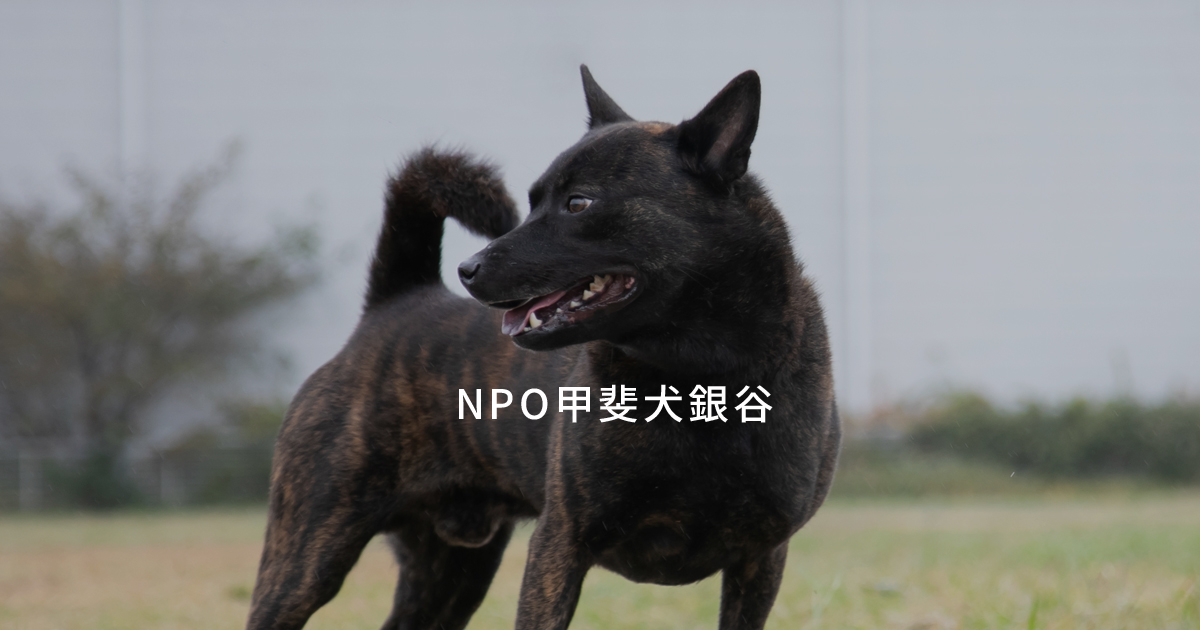 The Treasure from Japan: Kai Dogs | NPO甲斐犬銀谷