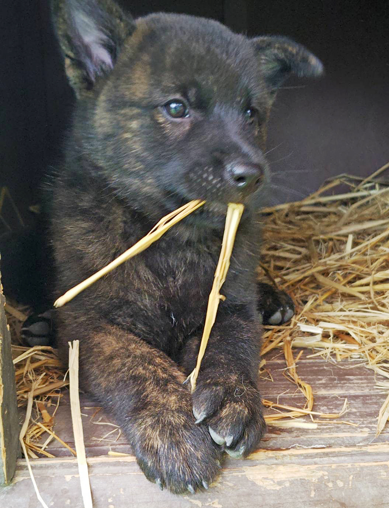 甲斐犬