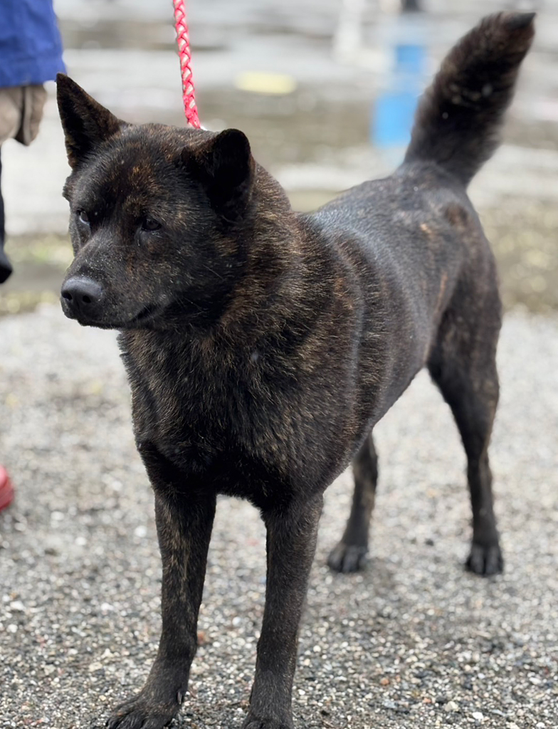 甲斐犬
