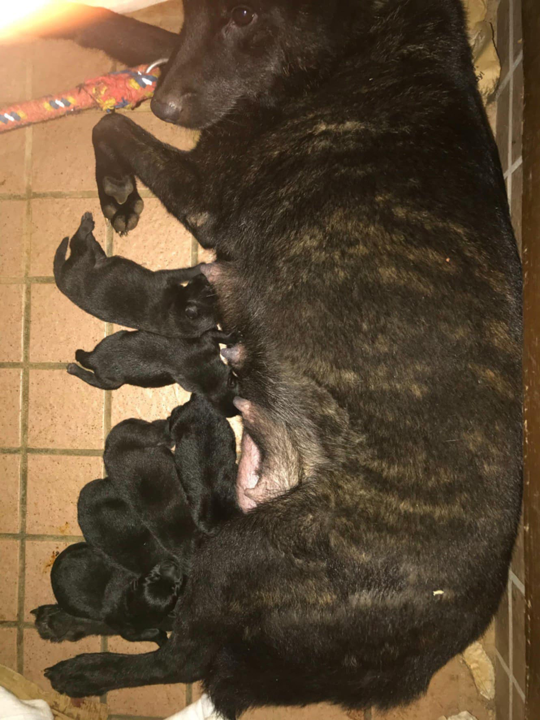 甲斐犬