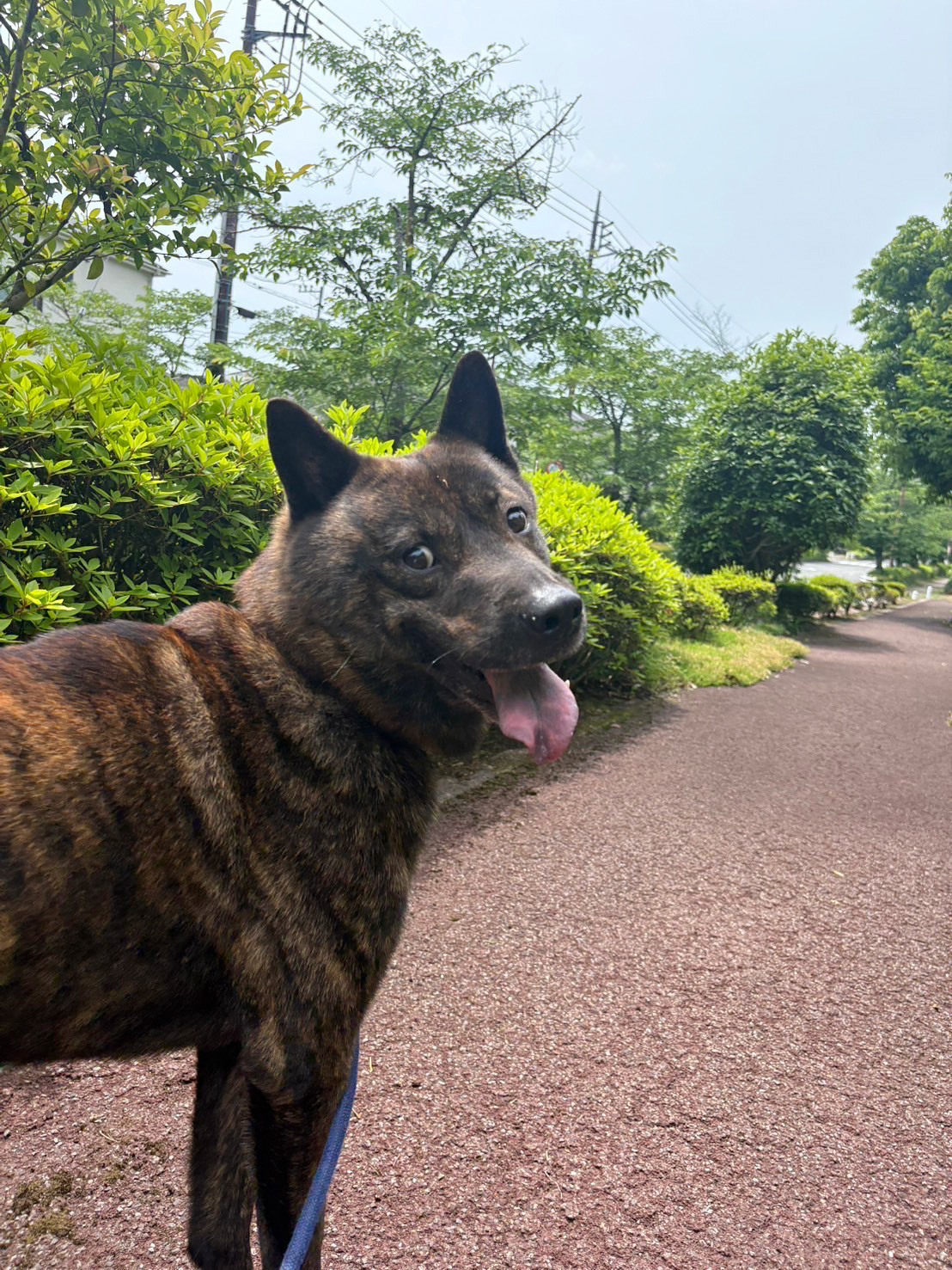甲斐犬