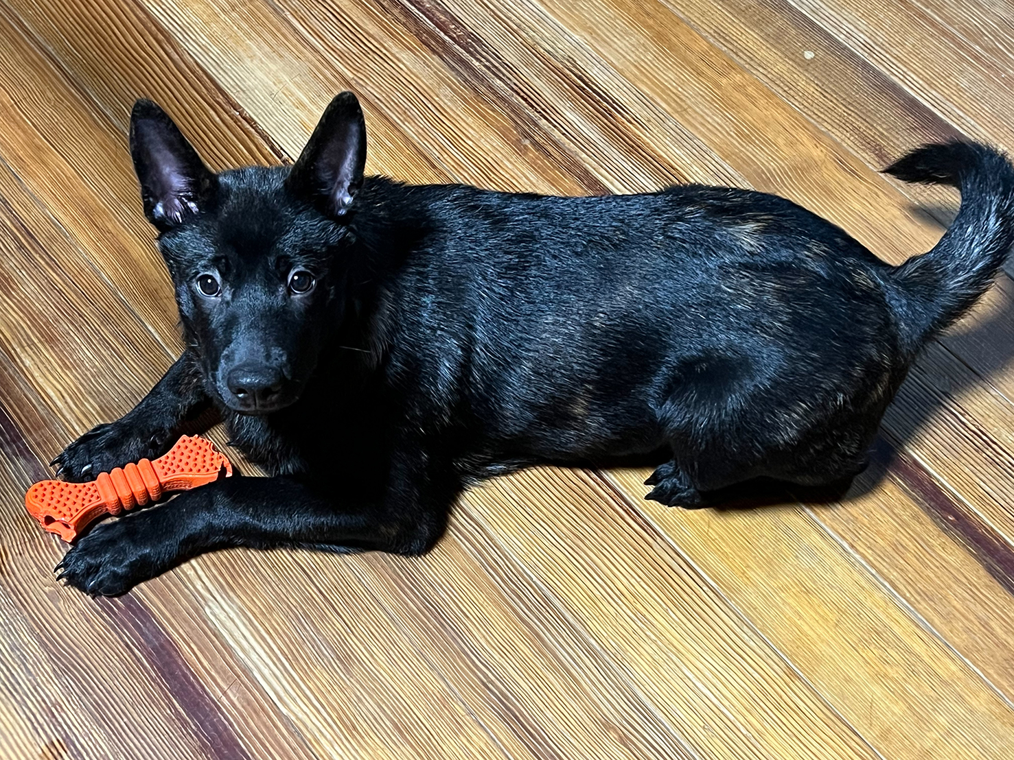 甲斐犬